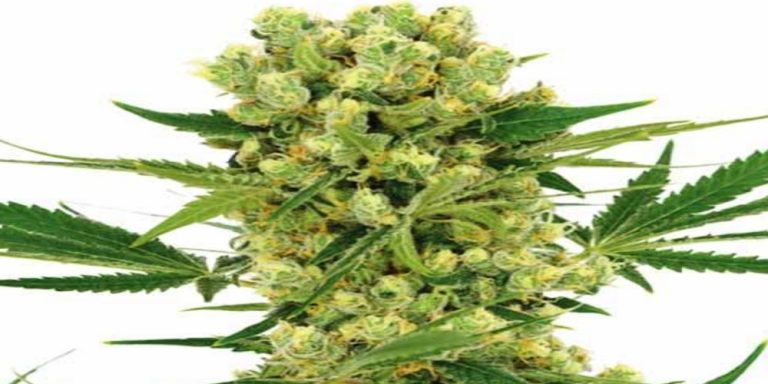 amnesia strain review