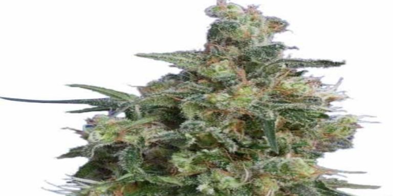 bubba strain review