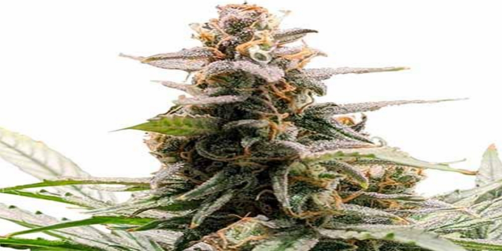 exotic weed strains