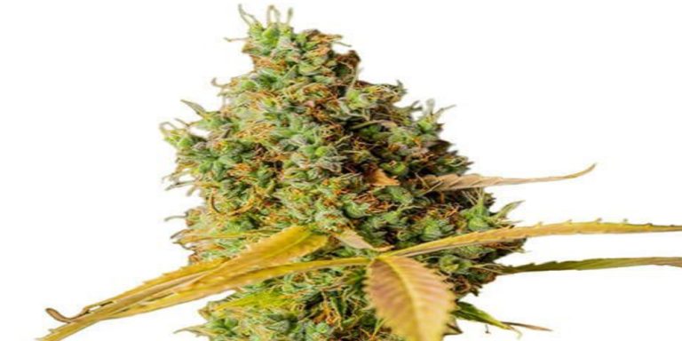 grapefruit strain review