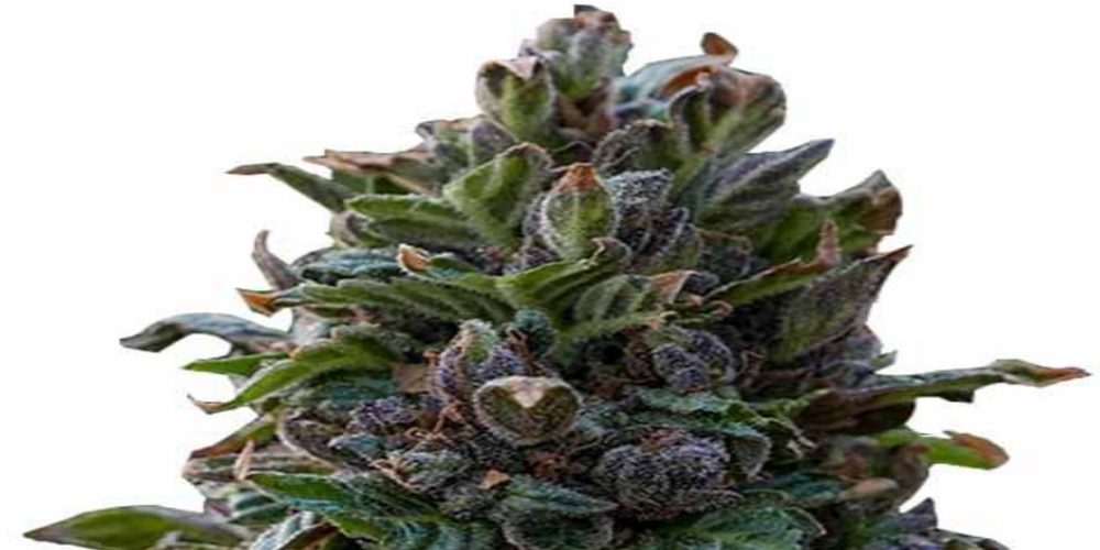 purple punch strain review
