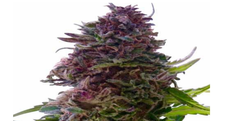 Purple Weed Strain Review