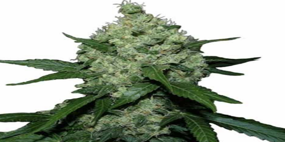 super skunk strain review