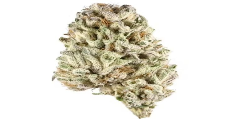 Biscotti strain