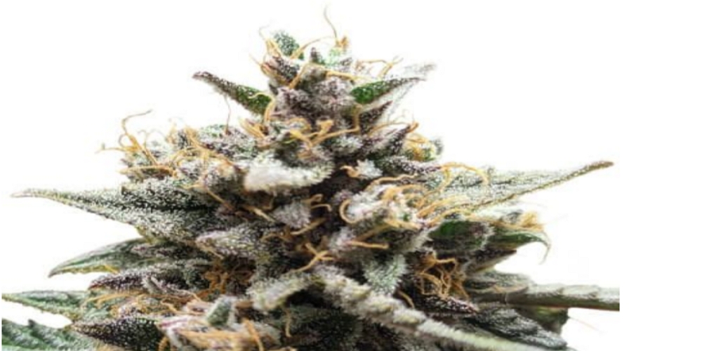 Gorilla Zkittlez review