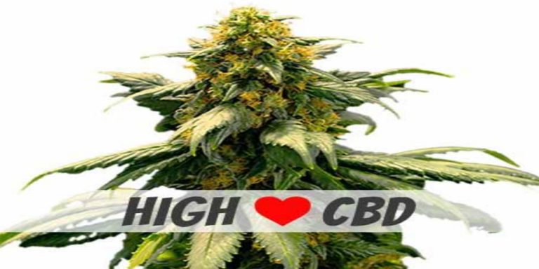 Harlequin Strain review