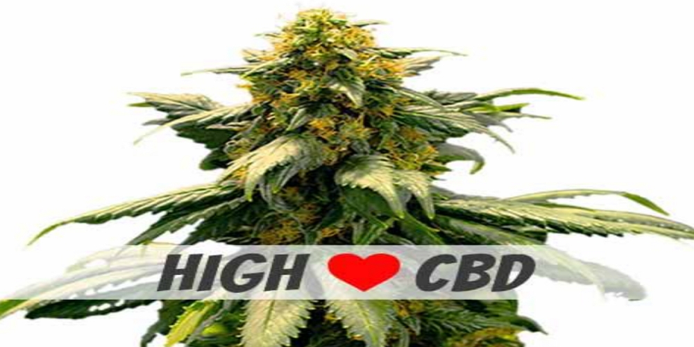 Harlequin Strain review