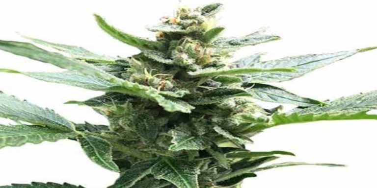 Northern Lights Strain Review