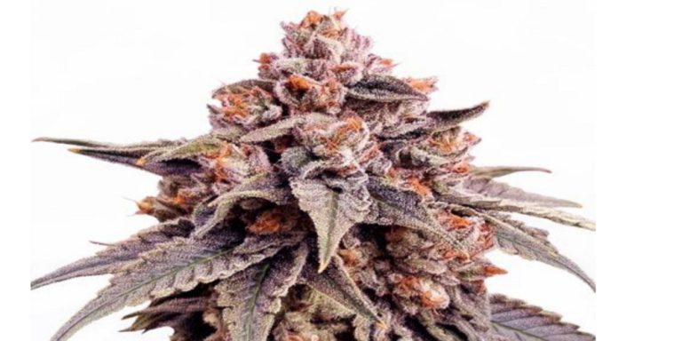 Rainbow Zkittlez Strain