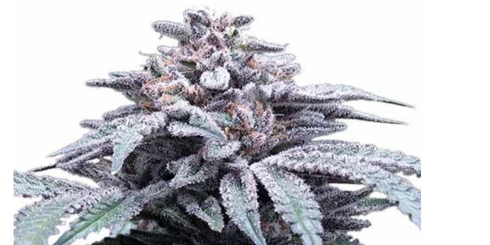 blue haze strain review