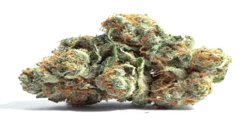 california dream strain
