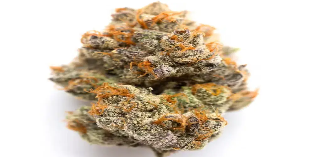 frosty strain review