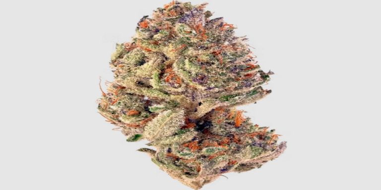 grape gushers strain