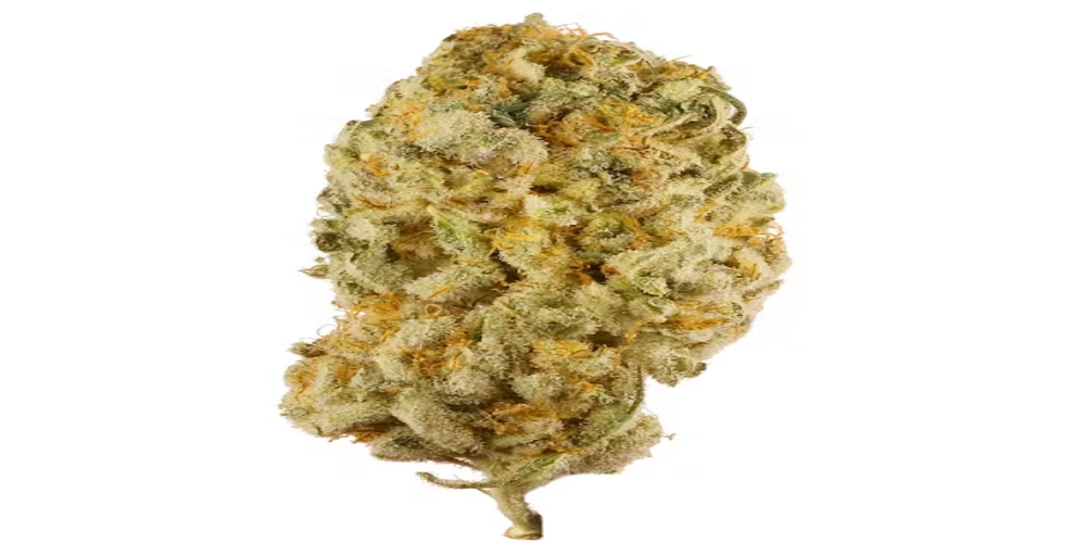 jack herer strain
