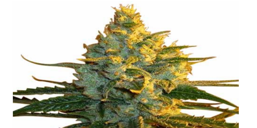 lemon haze strain review