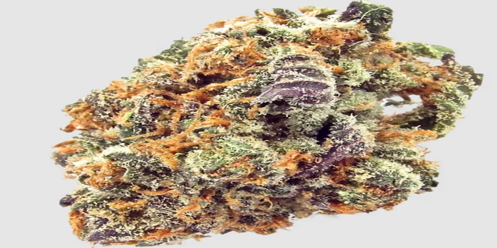 mimosa strain