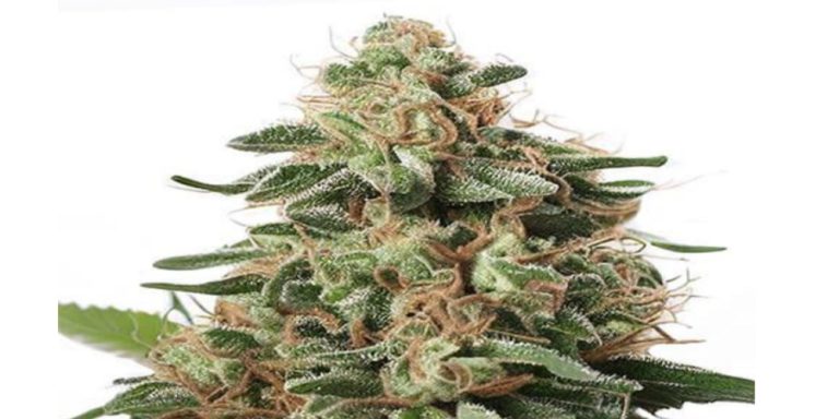 peanut butter cup strain