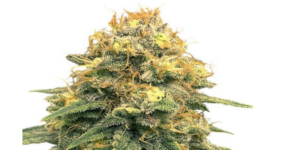 power plant strain review