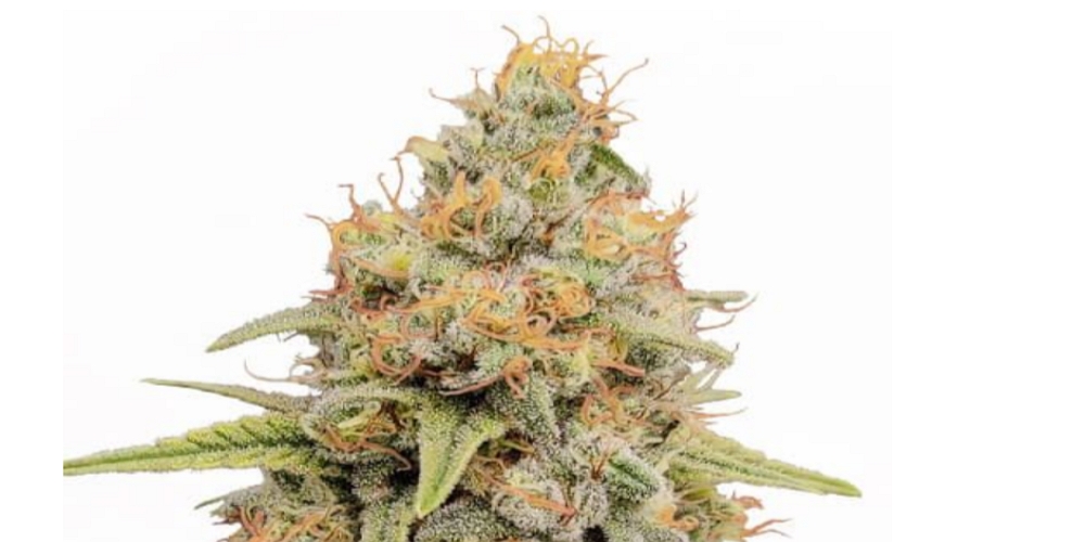 strawberry kush strain review