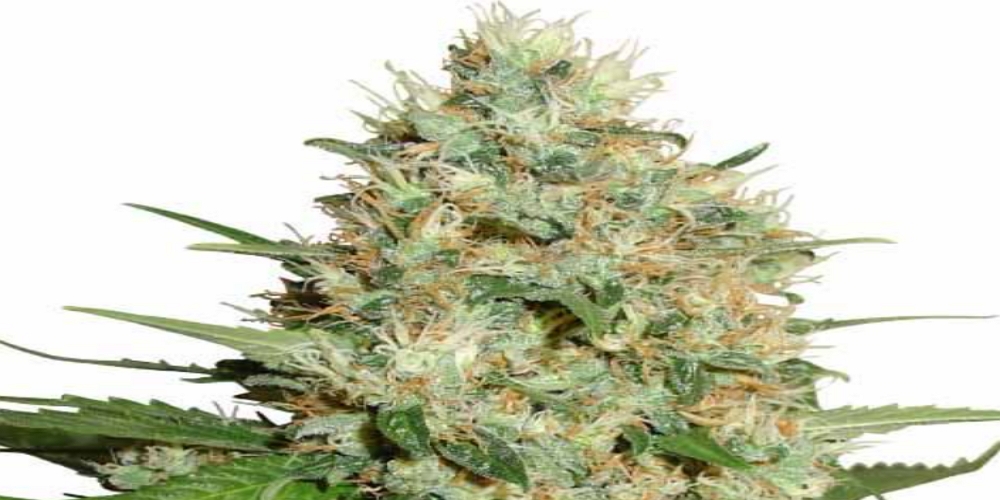 trainwreck strain review